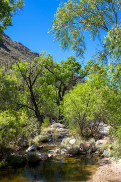 Deciduous trees along Sabino Creek in Sabino Canyon, near Tucson, Arizona