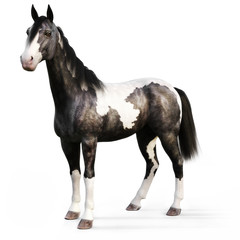 Gypsy Vanner horse on a white background. 3d rendering