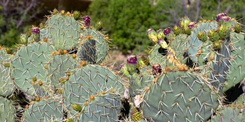 Prickly Pear Cactus, Opuntia