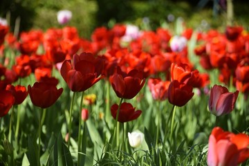 Wiese mit bunten Blumen