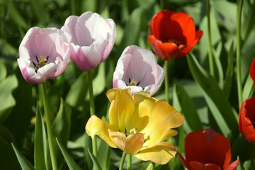 Fototapeta premium Wiese mit bunten Blumen