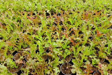 Green fresh Vegetable in organic farm.