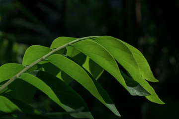 texture of green leaves and shadow with dark background.