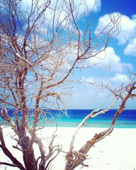 tree and white sand beach