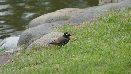 bird