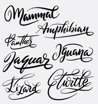 Mammal and amphibian hand written typography. Good use for logotype, symbol, cover label, product, brand, poster title or any graphic design you want. Easy to use or change color
