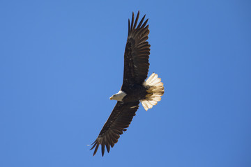 Bald eagle flying, seen in the wild in  North California