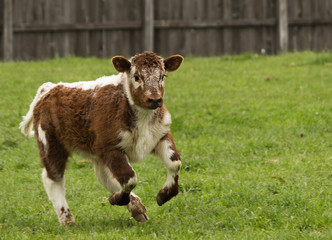 Baby Calf
