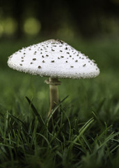 Wild Mushroom at the Park