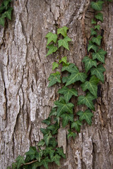 Tree Ivy
