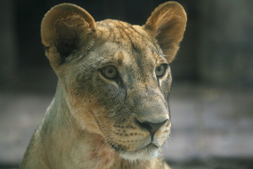 Female lion