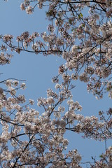 ソメイヨシノ