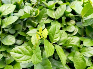 Green leaves background