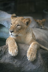 Fototapeta na wymiar Female lion