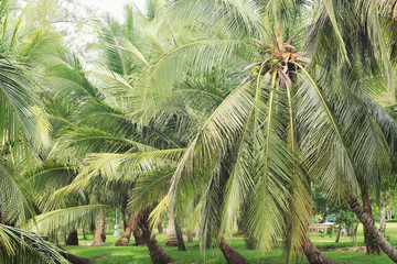 Fototapeta na wymiar coconut palm tree on white background