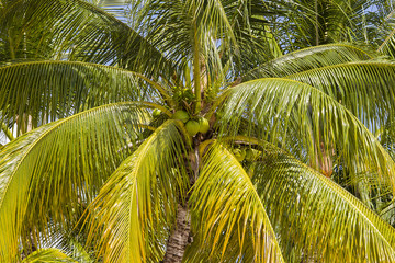 Fototapeta premium Coconuts palm tree perspective view from floor high up