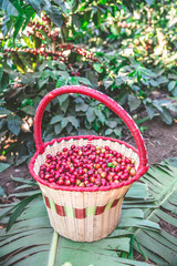 Fototapeta na wymiar Coffee beans on coffee tree - picking with hands and basket the coffee beans in harvest time