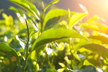 Obraz premium green tea close up, cameron higlands malaysia