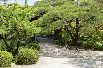 日本庭園の大木　松
