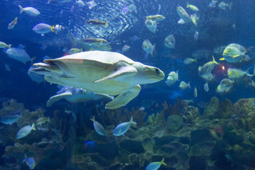 Turtle swimming underwater