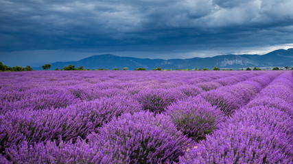 Fototapeta na wymiar The endless lavander fields of southern France under the summer sky
