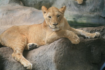 Fototapeta premium Female lion