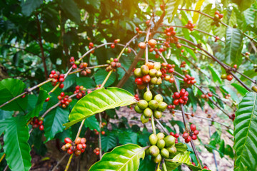 Robusta coffee farm and plantation on the south mountain of Thailand.