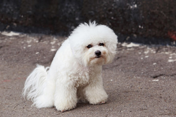 dog breed maltese bichon