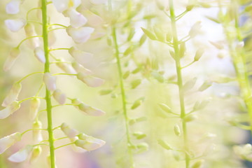 Fototapeta premium 藤 花 あしかがフラワーパーク 観光 日本