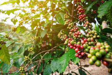 Robusta coffee farm and plantation on the south mountain of Thailand.
