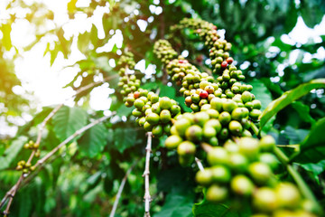 Robusta coffee farm and plantation on the south mountain of Thailand.