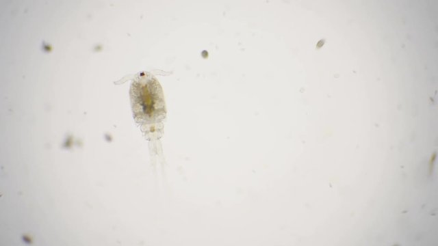 Male cyclops under the microscope in 4k