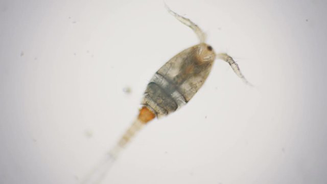 Male cyclops under the microscope in 4k