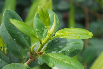 The beauty of green leaves on the Duranta erecta L (Verbenaceae ) tree.