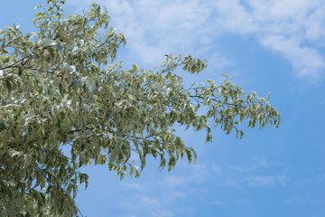 The branch of tree protrudes in the bright sky after rain.