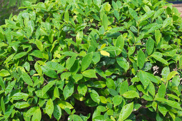 The beauty of green leaves on the Duranta erecta L (Verbenaceae ) tree.