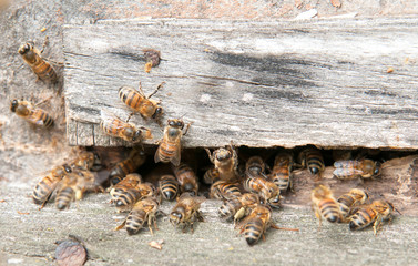 bee in beehive