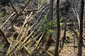 滋賀　音羽山登山道