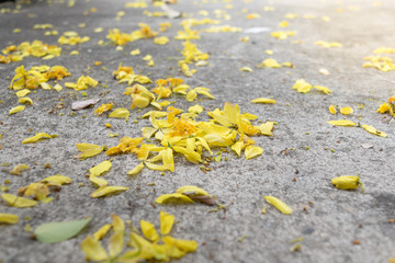 A lot of  Cassia fistula flower (Golden rain flower) lined on the floor.