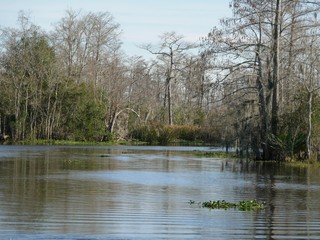 Fototapeta na wymiar Lousiana Bayou Lousiana swamps in New Orleans 