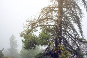 Pine tree in a green forest in fog, magical and creepy atmosphere