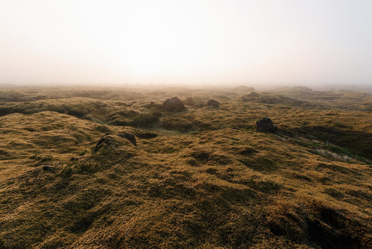 Moss field in Iceland