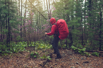 Fototapeta premium hiker tourist travels to green mountain forest in the fog with the red backpack in rainy weather