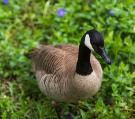 Goose in the Garden