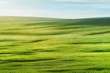 Green field in summer day with beautiful light