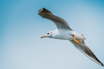 Flying seagull isolated on blue sky background