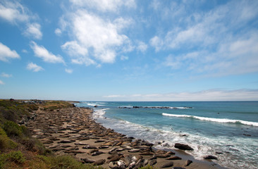 Elephant Seal Colony at Piedras Blancas north of San Simeon on the Central Coast of California US