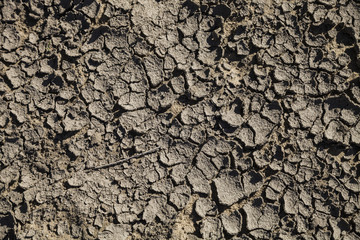 Dry brown earth close-up, background