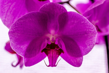Orchid from front