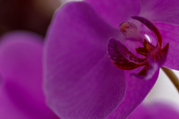 Orchid Purple
